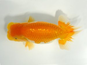 九州・山口　西大関　松尾克也（鳥栖みやき）