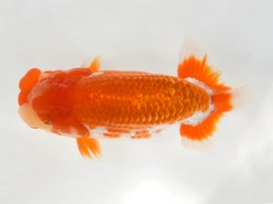 九州・山口　東取締　山本　勉（大分）