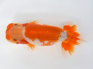 九州・山口 東小結　湯浅正徳（鳥栖みやき）