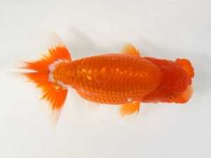 九州・山口 西小結　江副克彦（鳥栖みやき）