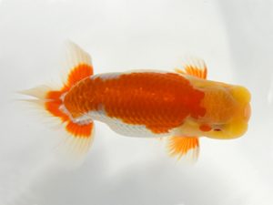 九州・山口　東大関　藤崎和則（福岡）