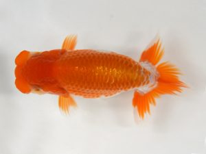 九州・山口 東勧進元　広重辰生（下関）