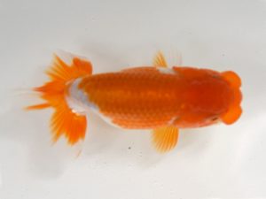 九州・山口 西勧進元　津野金生（大分）