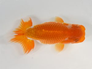 九州・山口 行司一　北川有二（大分A）