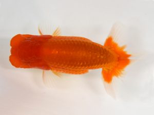 九州・山口 行司二　野田善洋（鳥栖みやき）