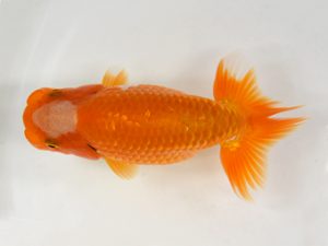 九州・山口 東脇行司　長野芳明（鳥栖みやき）