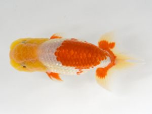 九州・山口　西大関　渕上健一（福岡）