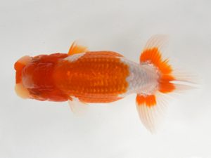 九州・山口　立行司　豊増和昭（福岡）