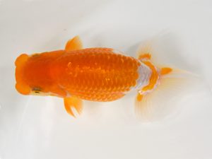 九州・山口　西取締　穴井龍己  (福岡）