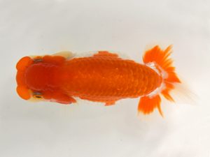 九州・山口 東関脇　先崎　誠（宮崎）