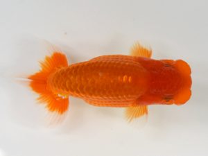 九州・山口 東小結　松尾克也（鳥栖みやき）