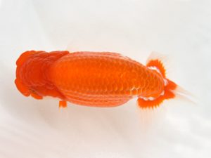 九州・山口 東勧進元　浦田智和（佐賀）