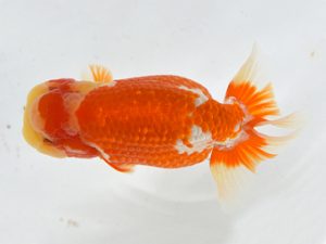 九州・山口 西勧進元　石原成見（熊本）