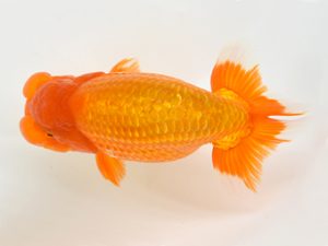 九州・山口 行司一　田辺文晴（大分A）