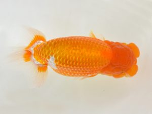 九州・山口 行司二　八木廣光（佐賀）