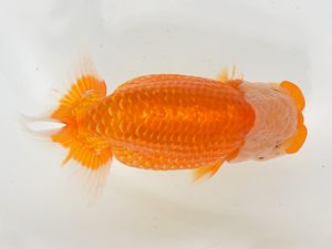 九州・山口 行司三　近藤祐介（大分A）