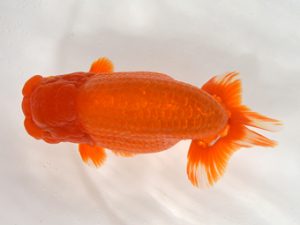 九州・山口　立行司　東　秀明（佐賀）