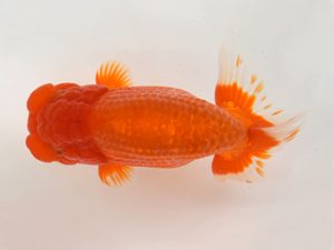 九州・山口　東取締　平山敏明（宮崎）