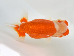 九州・山口 東関脇　津野金生（大分）