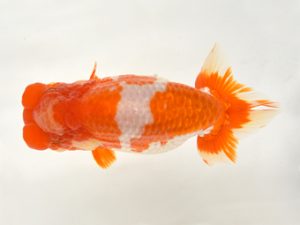 九州・山口 西関脇　浦田智和（佐賀）