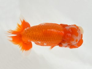 九州・山口 東小結　荒川昌人（宮崎）