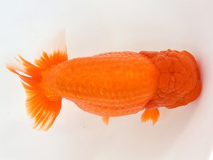 九州・山口　東大関　内田輝雄（佐賀）