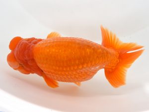 九州・山口 東勧進元　吉賀敏雄（大分）