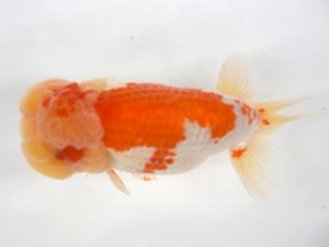 九州・山口 西勧進元　先崎　誠（宮崎）