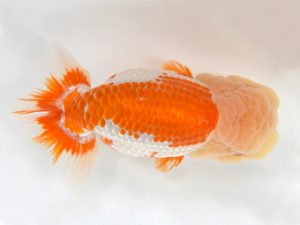 九州・山口 行司一　荒川昌人（宮崎）