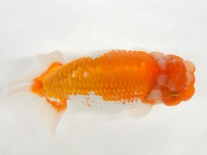 九州・山口 行司二　衛藤忠興（福岡）