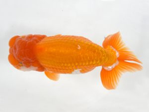 九州・山口 行司三　先崎　誠（宮崎）