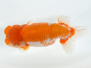 九州・山口 西脇行司　森脇文明（福岡）