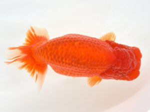 九州・山口　西大関　桂木浅一（宮崎）