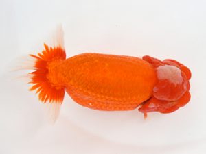 九州・山口　東取締　宮副弘行（佐賀）