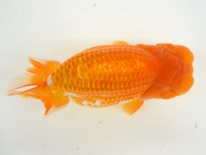 九州・山口　西取締　野田善洋（鳥栖みやき）