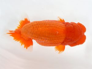 九州・山口 東関脇　佐々木達也（福岡）