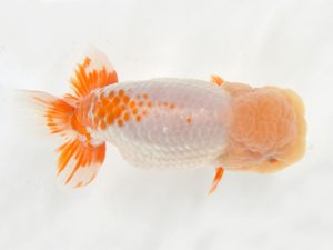 九州・山口 西関脇　荒川昌人（宮崎）