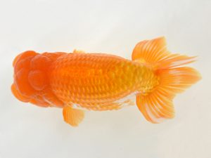 九州・山口 東小結　森脇文明（福岡）