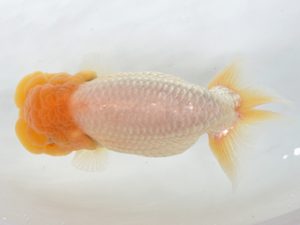 九州・山口 西小結　永江剛康（長崎）