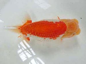 三重支部大会　東大関　林　万貴　志摩