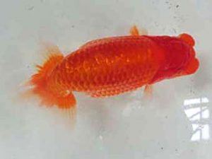 三重支部大会　西大関　小倉　覚　度会郡