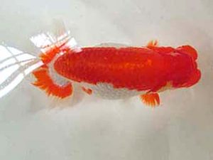 三重支部大会　立行司　伊藤信男　津市