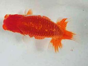 三重支部大会　西取締　小濱照明　松阪市