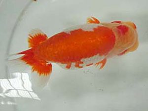 三重支部大会　東大関　林　万貴　志摩