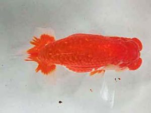 三重支部大会　西大関　小濱照明　松阪市