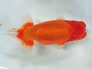 三重支部大会　立行司　林　万貴　志摩