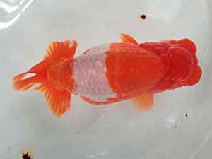 三重支部大会　東取締　小倉　覚　度会郡