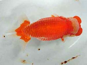 三重支部大会　西取締　山口広隆　津市