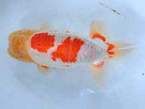 三重支部大会　東大関　林　万貴　志摩市