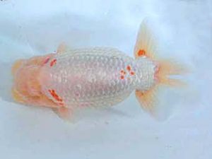 三重支部大会　西大関　林　万貴　志摩